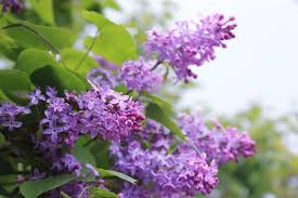 kvet serik rostlina flower syringa lilac