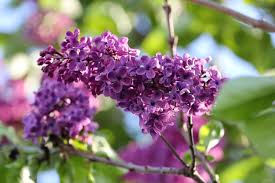 serik rostlina kvety flower syringa